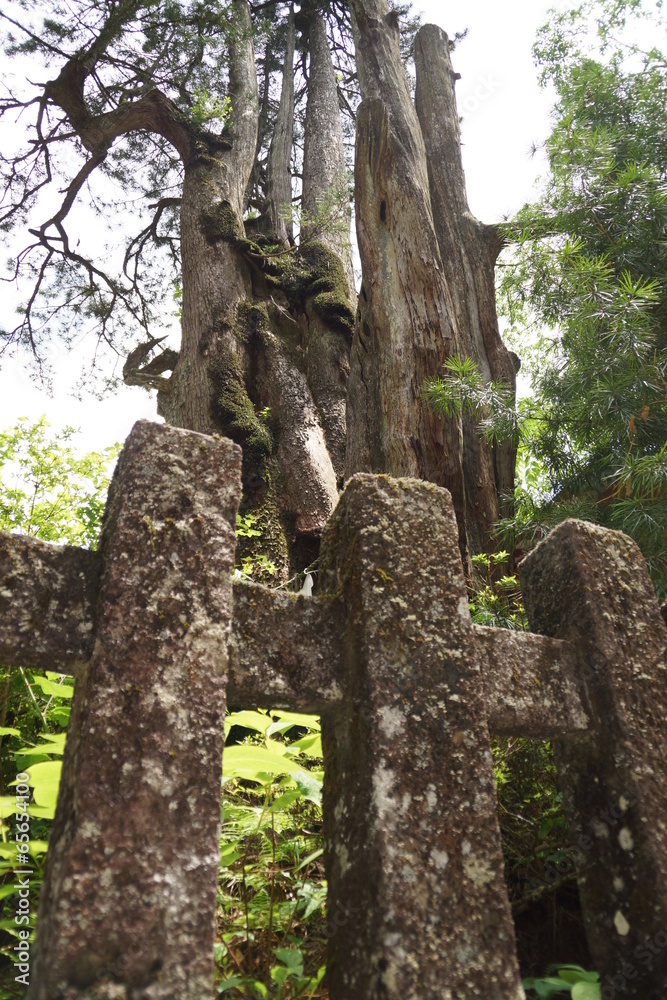 日光二荒山神社 高野槙 日光二荒山神社 高野槙