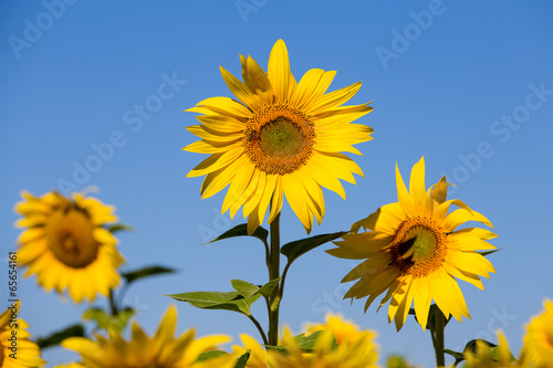 Yellow sunflower field over blue sky in Ukraine