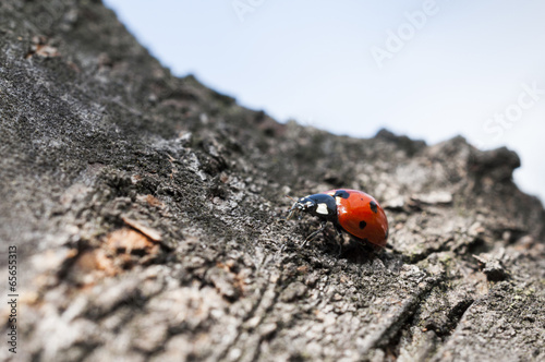 Ladybug on a bark