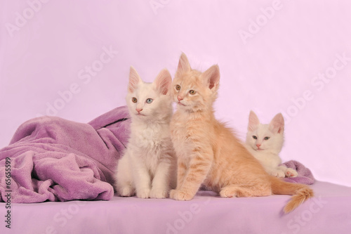 Türkisch Angora Kätzchen Geschwister