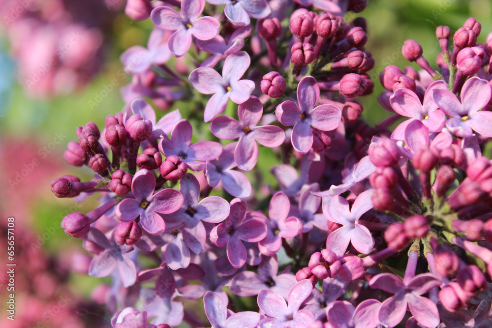 Lilac Lilac