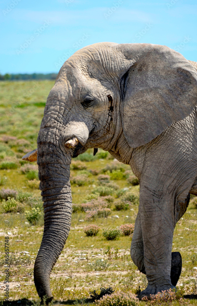 Fototapeta premium Elephant in Etosha
