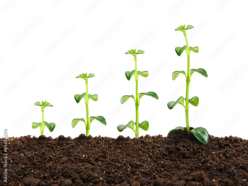 growth growth