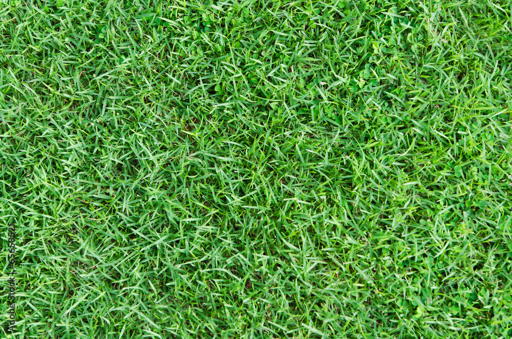 Nature green grass background Nature green grass background