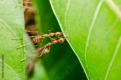Red ants build home