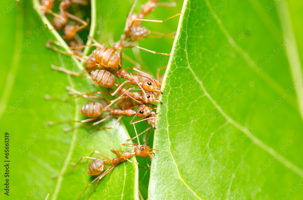 Red ants build home Red ants build home
