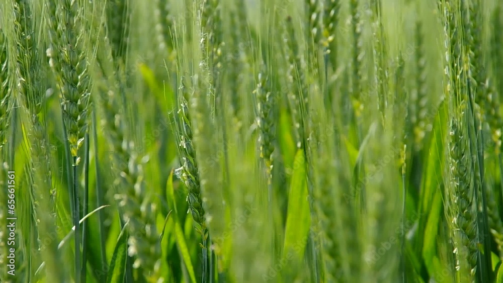 Wheat field in the wind changing the focusing distance. Wheat field in the wind changing the focusing distance.