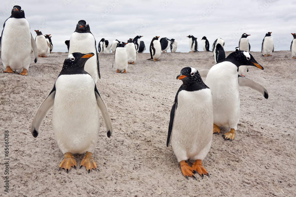 Fototapeta premium Gentoo Penguin Colony - Falkland Islands