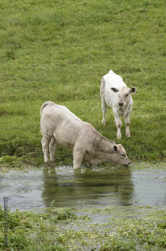 Fototapeta Naklejka Na Ścianę i Meble -  Cattle drinking River Swift in the Bourne Valley Hants England