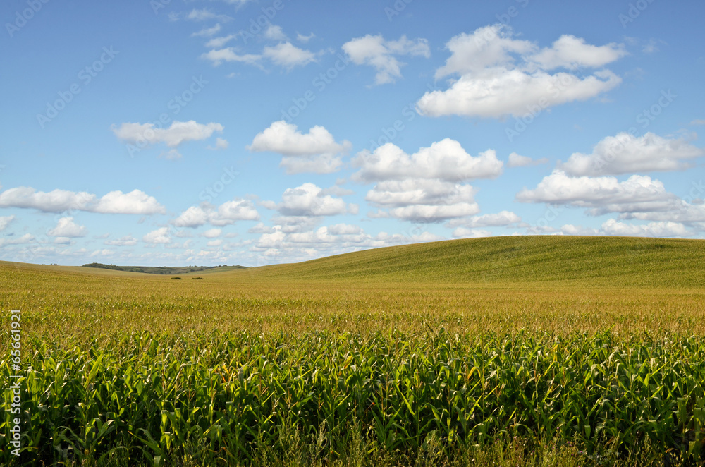 Endless Cornfields