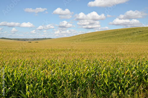 Endless Cornfields