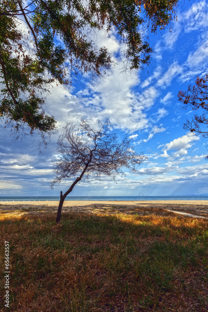 Obraz premium alberi al mare