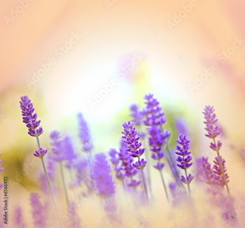 Oh, what a lovely lavender