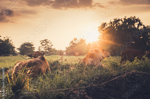 Cow on grass meadow vintage