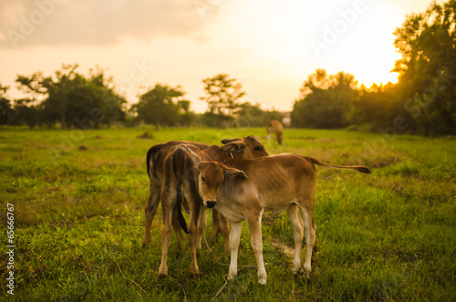 Fototapeta Naklejka Na Ścianę i Meble -  Cow on grass meadow