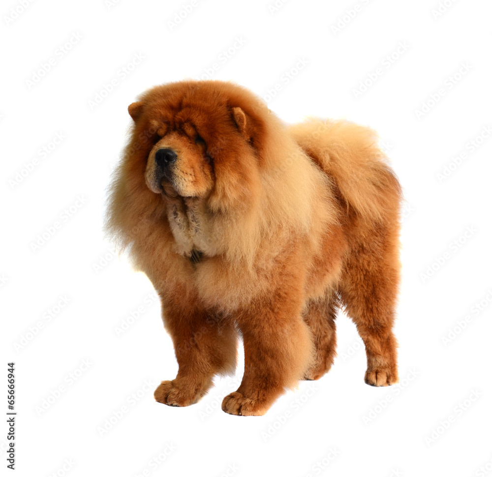 Fototapeta premium Chines chow chow dog isolated on a white background