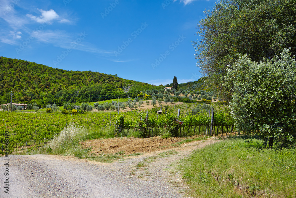 Hill Of Tuscany With Vineyard