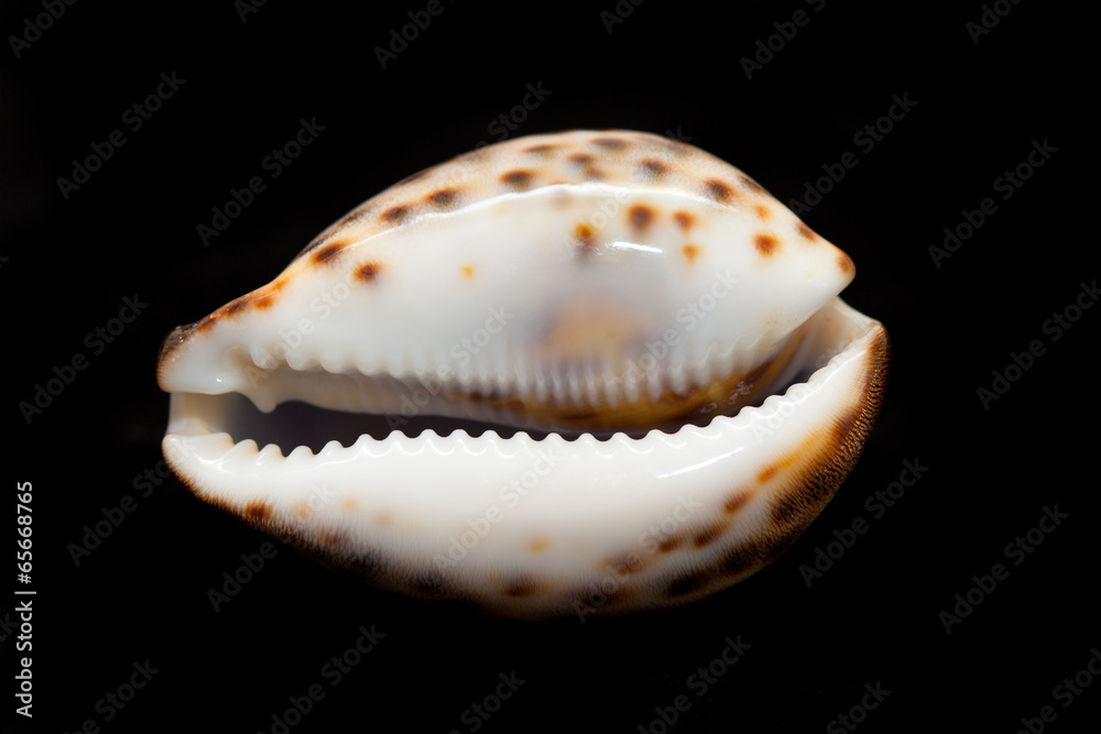 seashell isolated on black background