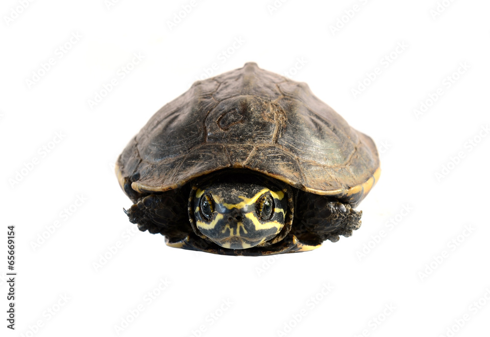Obraz premium turtle on white background