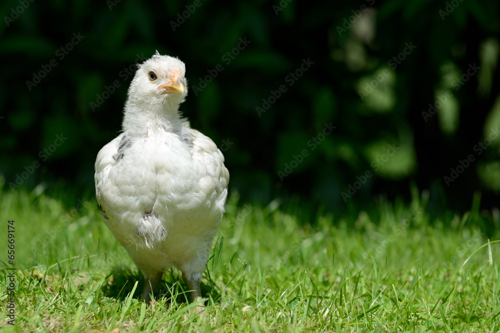 Obraz premium Huhn