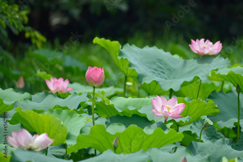 Fototapeta Naklejka Na Ścianę i Meble -  blooming lotus flower