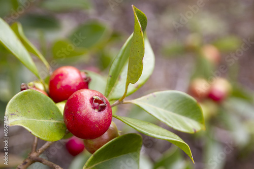 Goyavier fraise, Psidium littorale Raddi