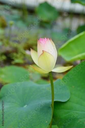 blooming lotus flower