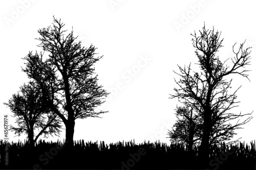 Vector silhouette of nature.