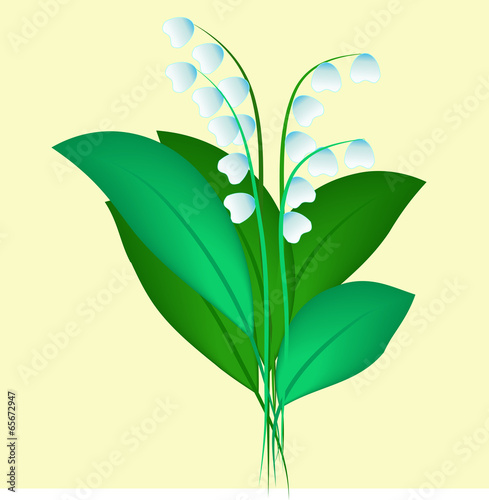 of lilies of the valley