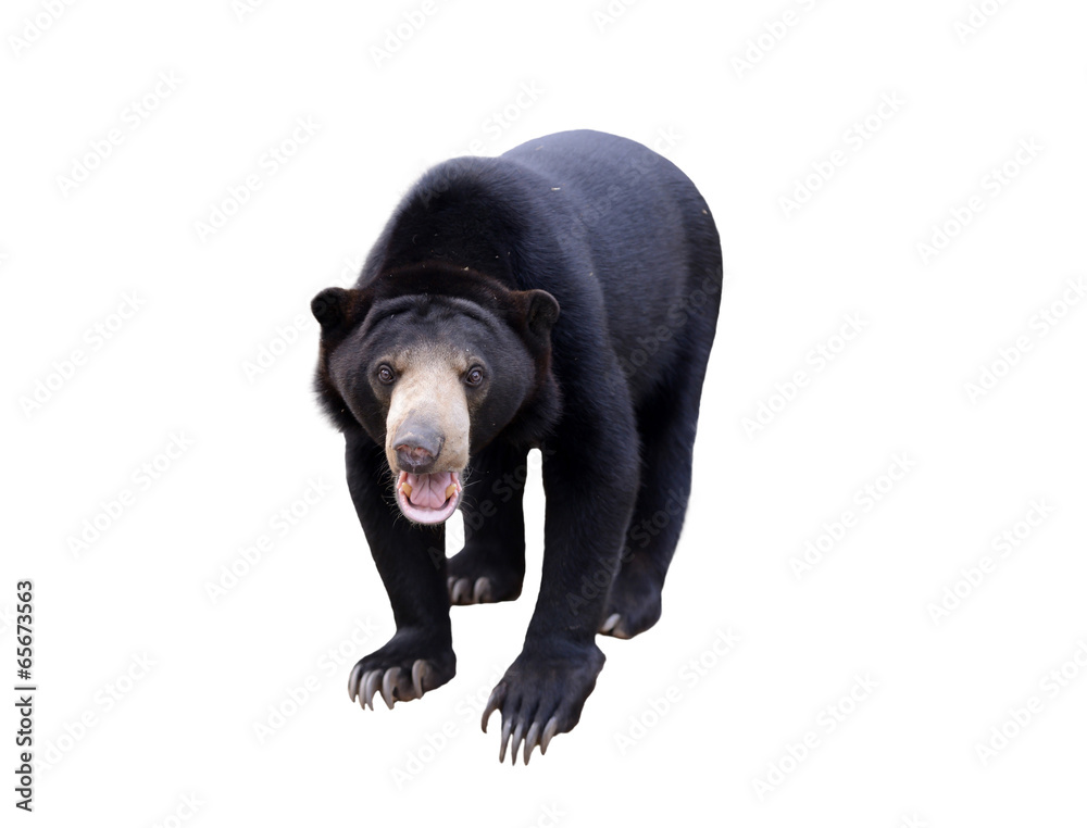 Naklejka premium malayan sunbear isolated