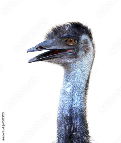 emu head isolated