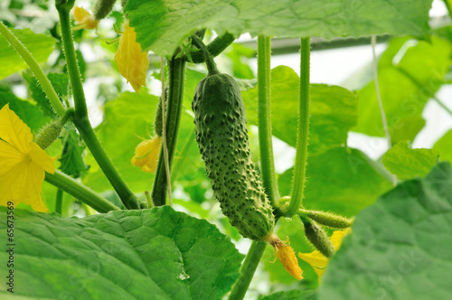 young cucumbers growing on the rod and cucumber ovaries