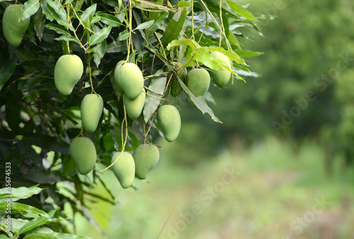 Obraz na płótnie fresh mango on tree