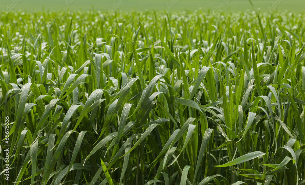 Obraz premium Green cereal field after rain