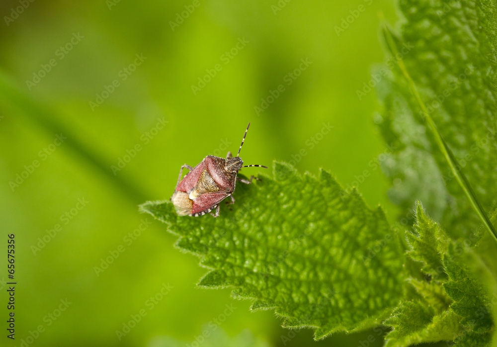 pest shield bug pest shield bug