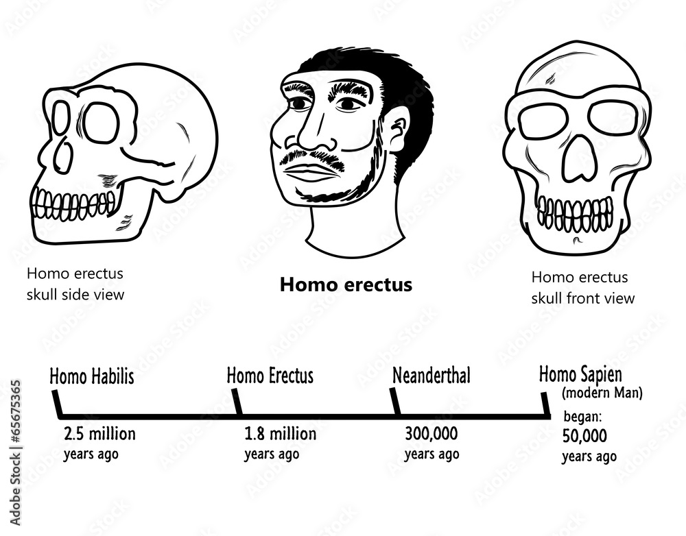 Homo Erectus skull and face illustrations