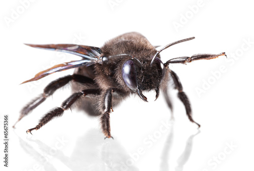 Carpenter bee portrait © abet