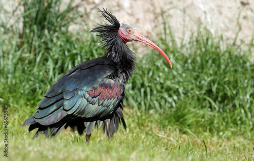 Close-up view of a Hermit Ibis (Geronticus eremita) photo