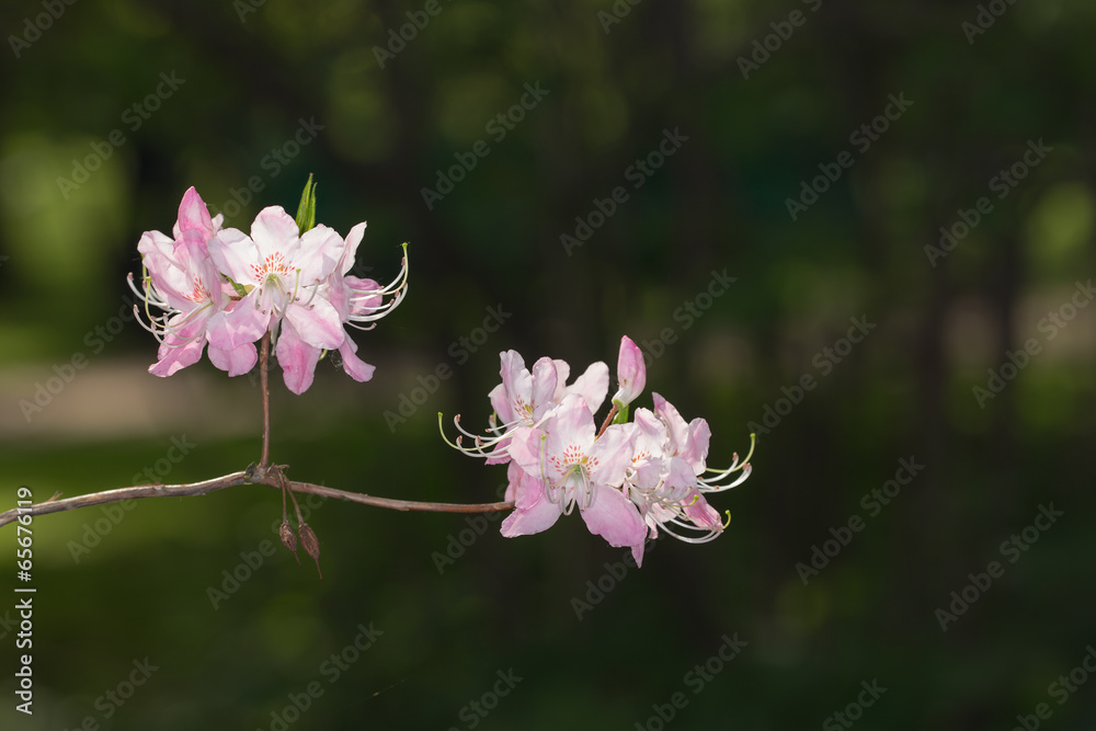 Fototapeta premium rhododendron branch