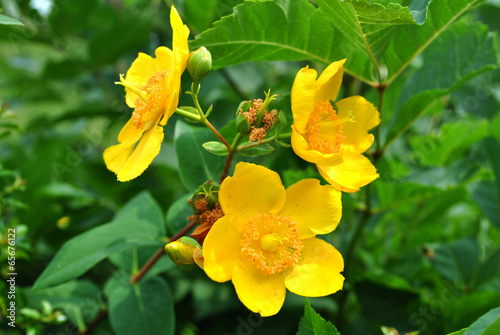 Hypericum patulum 'Hidcote'