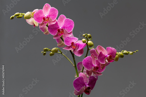 Fototapeta Naklejka Na Ścianę i Meble -  Orchid.