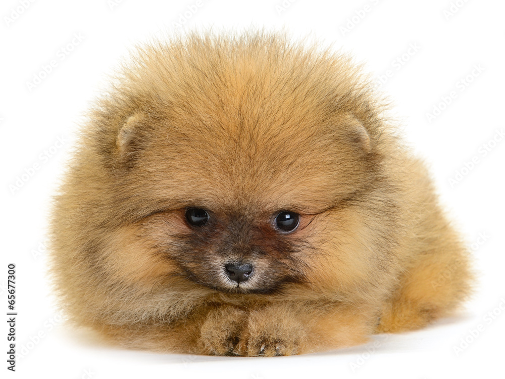 pomeranian puppy pomeranian puppy