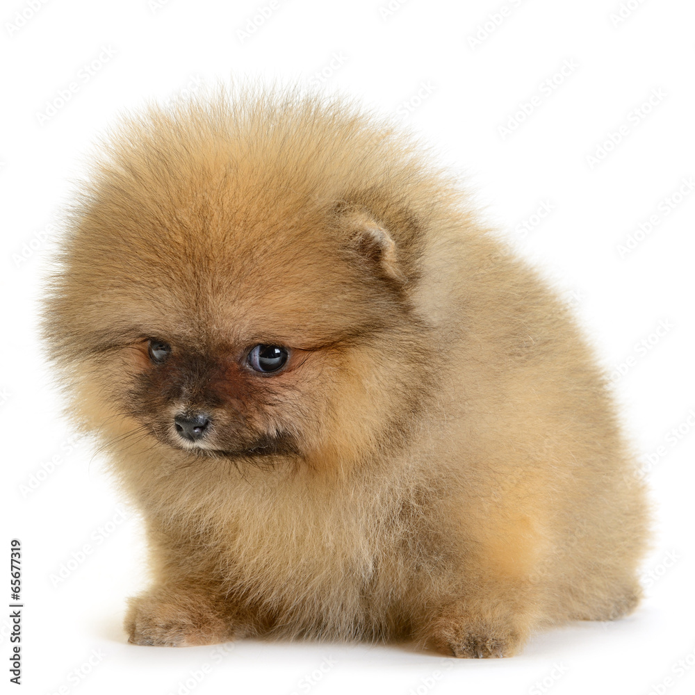 pomeranian puppy pomeranian puppy
