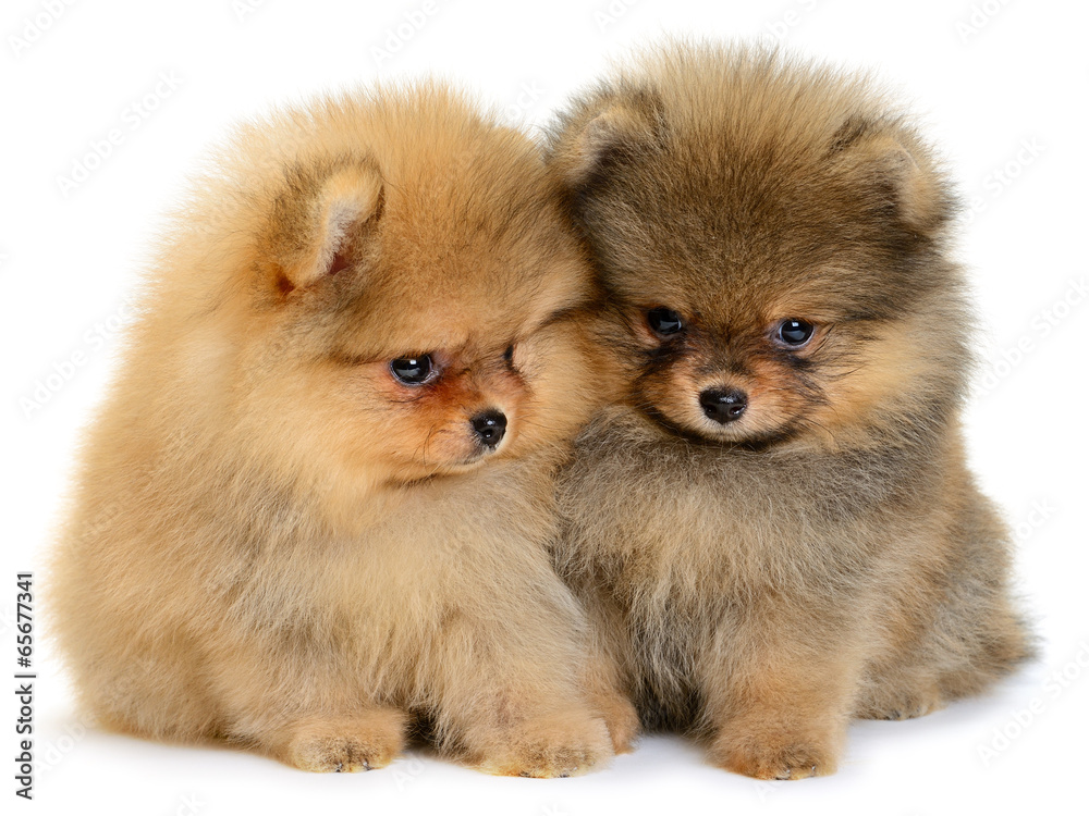 pomeranian puppy