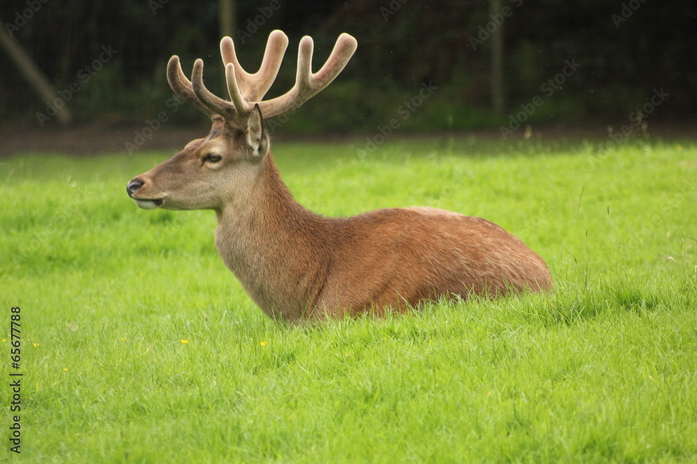 Fototapeta premium Cerf aux bois jeunes