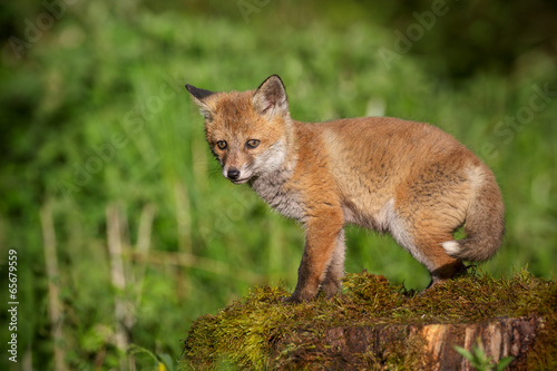 Young red fox