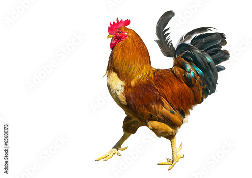 Photographie Rooster