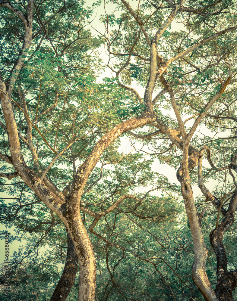 Fototapeta premium Vintage styled trees