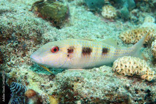 Spotted goatfish (Pseudupeneus maculatus) photo
