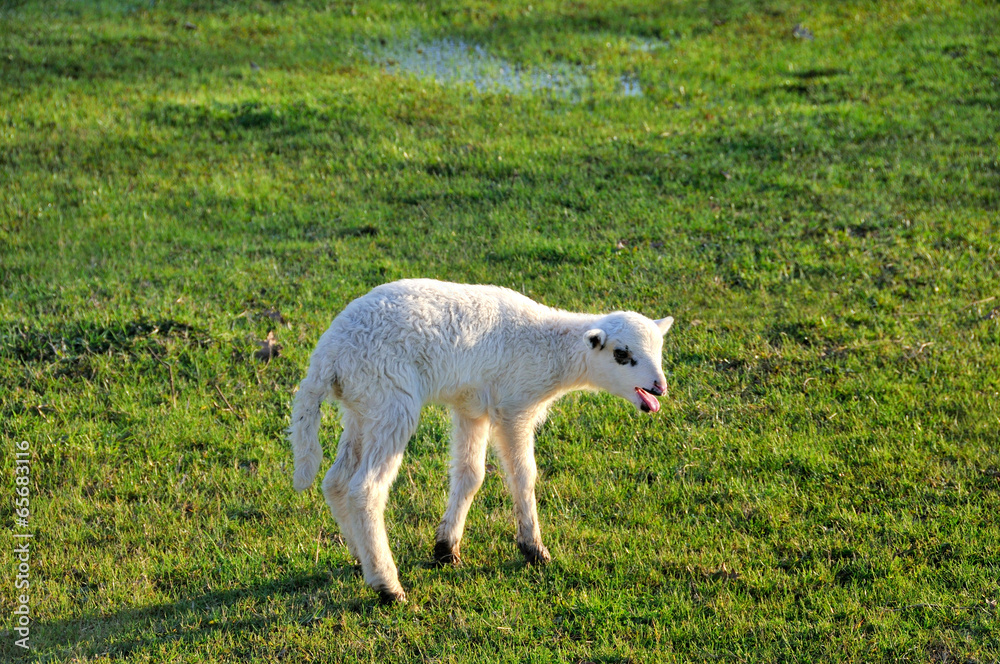 Obraz premium Bleating lamb on the meadow